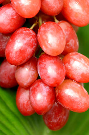 Seedless grape の写真素材