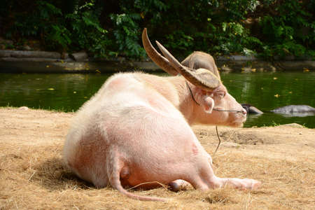 Albino buffalo の写真素材