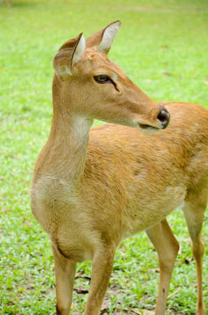 Female Eld s Deer  Rucervus eldii  closed-up の写真素材