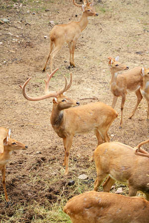 Male Eld Deersの写真素材