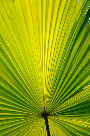 Sun light over palm leaf の写真素材