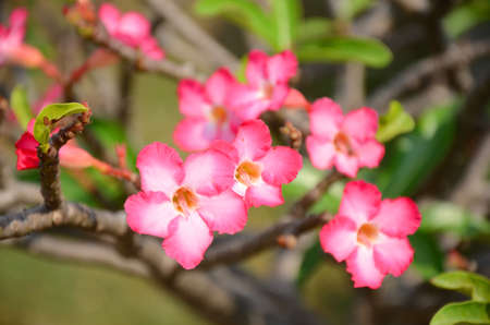 Frangipani branches with flowers の写真素材