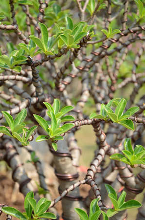 Frangipani branches の写真素材