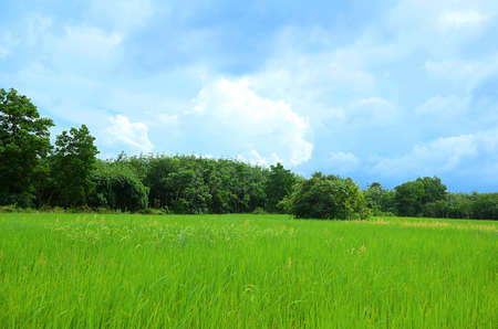 Rice Field の写真素材