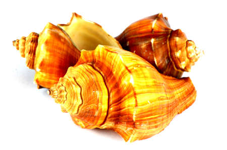Sea Shell Collection 