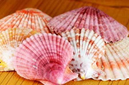Sea Shell Collection の写真素材