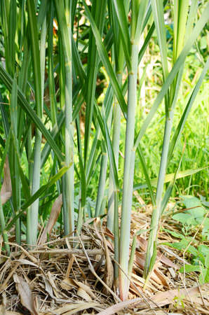 Young sugar cane stem の写真素材