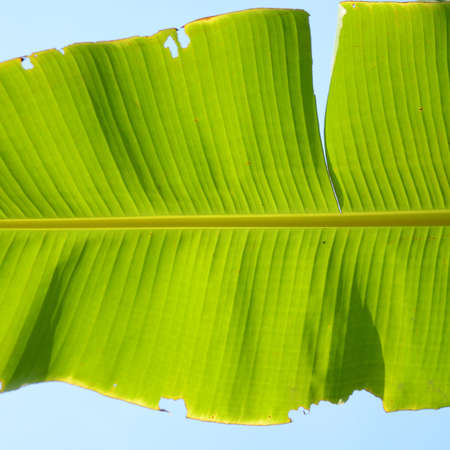 Texture background of backlit green banana leafの写真素材