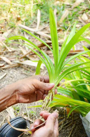 Gardener selecting some plants for planting の写真素材