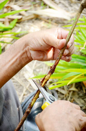 Gardener selecting some plants for planting の写真素材