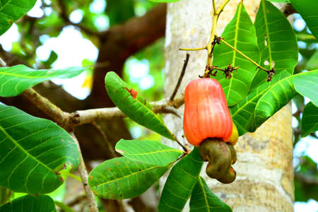 Cashew fruitの写真素材