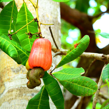 Cashew fruitの写真素材