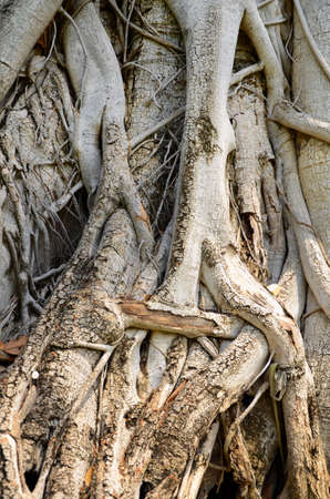 Tree roots on the ground の写真素材