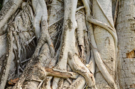 Tree roots on the ground の写真素材