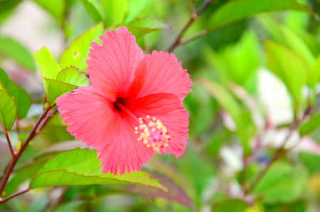 Red Hibiscus の写真素材