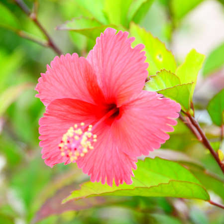 Red Hibiscus の写真素材