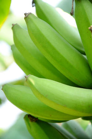 Green bananas on trees の写真素材