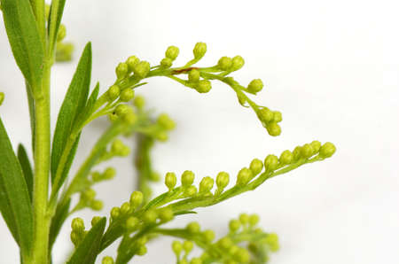 Small Yellow Flowers on White Background の写真素材