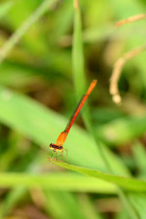Close up of colorful damselfly の写真素材