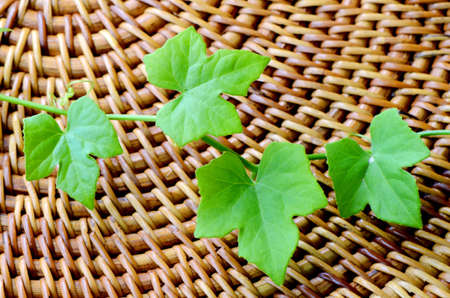 Green ivy leaves on wood background の写真素材