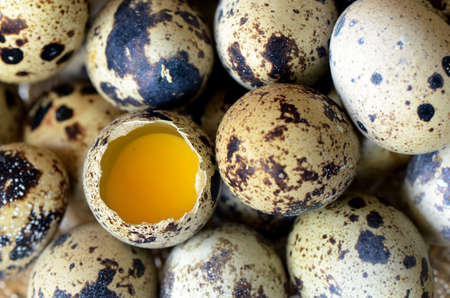 Quail eggs; high protein and cholesterol diets の写真素材