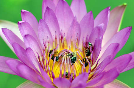 Purple Water Lily in Closed-up の写真素材