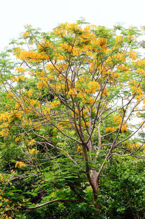 Big tree background 