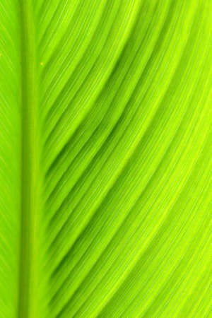 Closed-up Green Leaves in Bright Light 