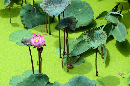 Fresh green lotus pond の写真素材