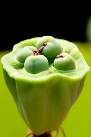 Lotus seed pod close upの写真素材