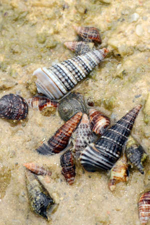 Tiny hermit crabs on the beach 