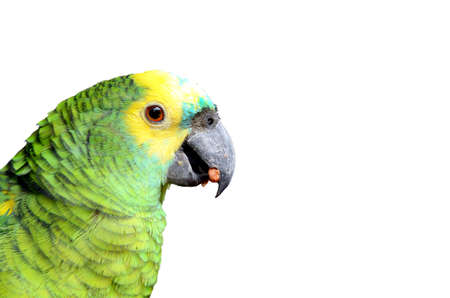 Green and Yellow Parrot 