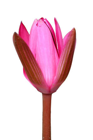 Pink Lotus の写真素材