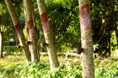 Para rubber planting and harvesting in the south of Thailand の写真素材