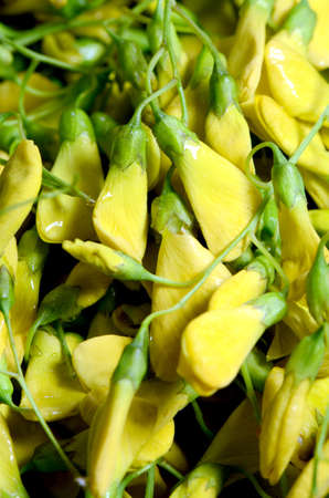 Sesbania flowers の写真素材