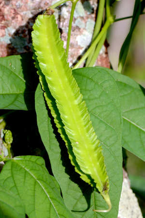 Young Winged Beans ;Psophocarpus tetragonolobus Linn の写真素材