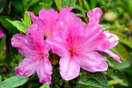 Pink Rhododendron in Northern of Thailand blossom in October の写真素材