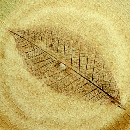 Leaf fossil in the stone の写真素材