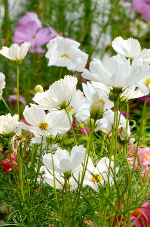 White cosmos flowers field  Cosmos sulphureus  の写真素材