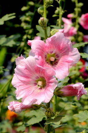 Hollyhock  Alcea rosea L  の写真素材