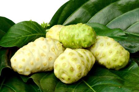 Fresh green leaf and fresh fruit of herbal food called Indian Mulberry or Noni  Morinda citrifolia  L   の写真素材