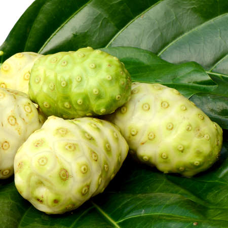 Fresh green leaf and fresh fruit of herbal food called Indian Mulberry or Noni  Morinda citrifolia  L   の写真素材