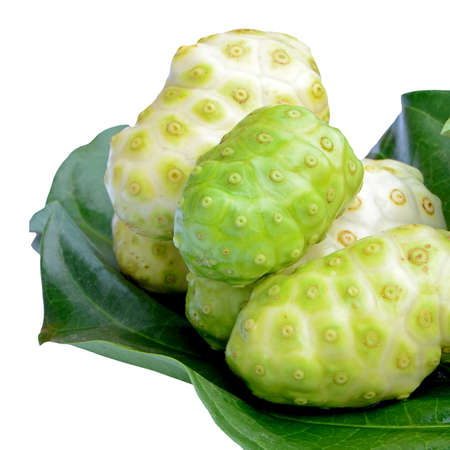Fresh green leaf and fresh fruit of herbal food called Indian Mulberry or Noni  Morinda citrifolia  L   の写真素材