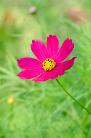 Cosmos flowers  Cosmos sulphureus  の写真素材