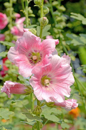 Hollyhock flowersの写真素材