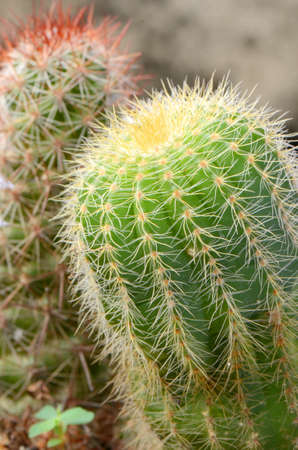 Groups of green cactus budding の写真素材