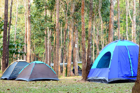 Camping tent underneath big trees in national park の写真素材
