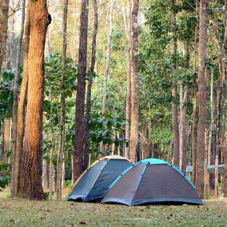 Camping tent underneath big trees in national park の写真素材
