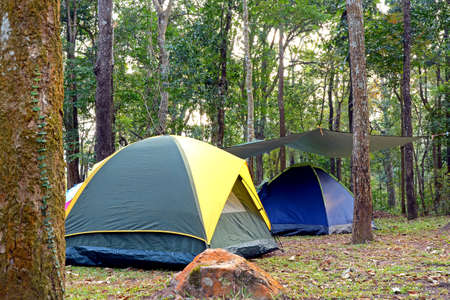 Camping tent underneath big trees in national park の写真素材
