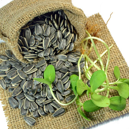 Sunflower seed and sunflower sproutの写真素材